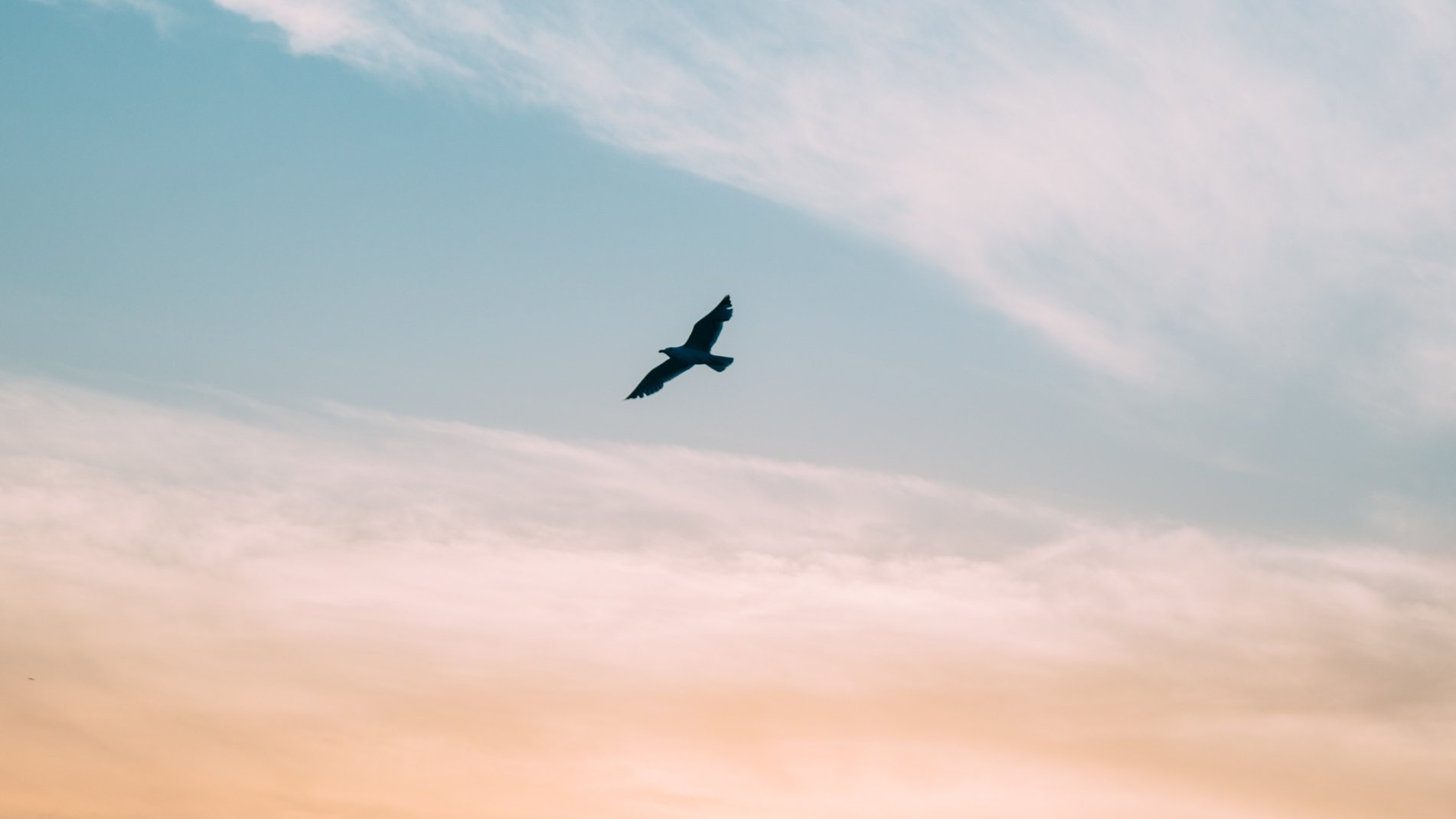 Black Bird Flying